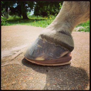 fer en bois et cuir pour cheval fourbu