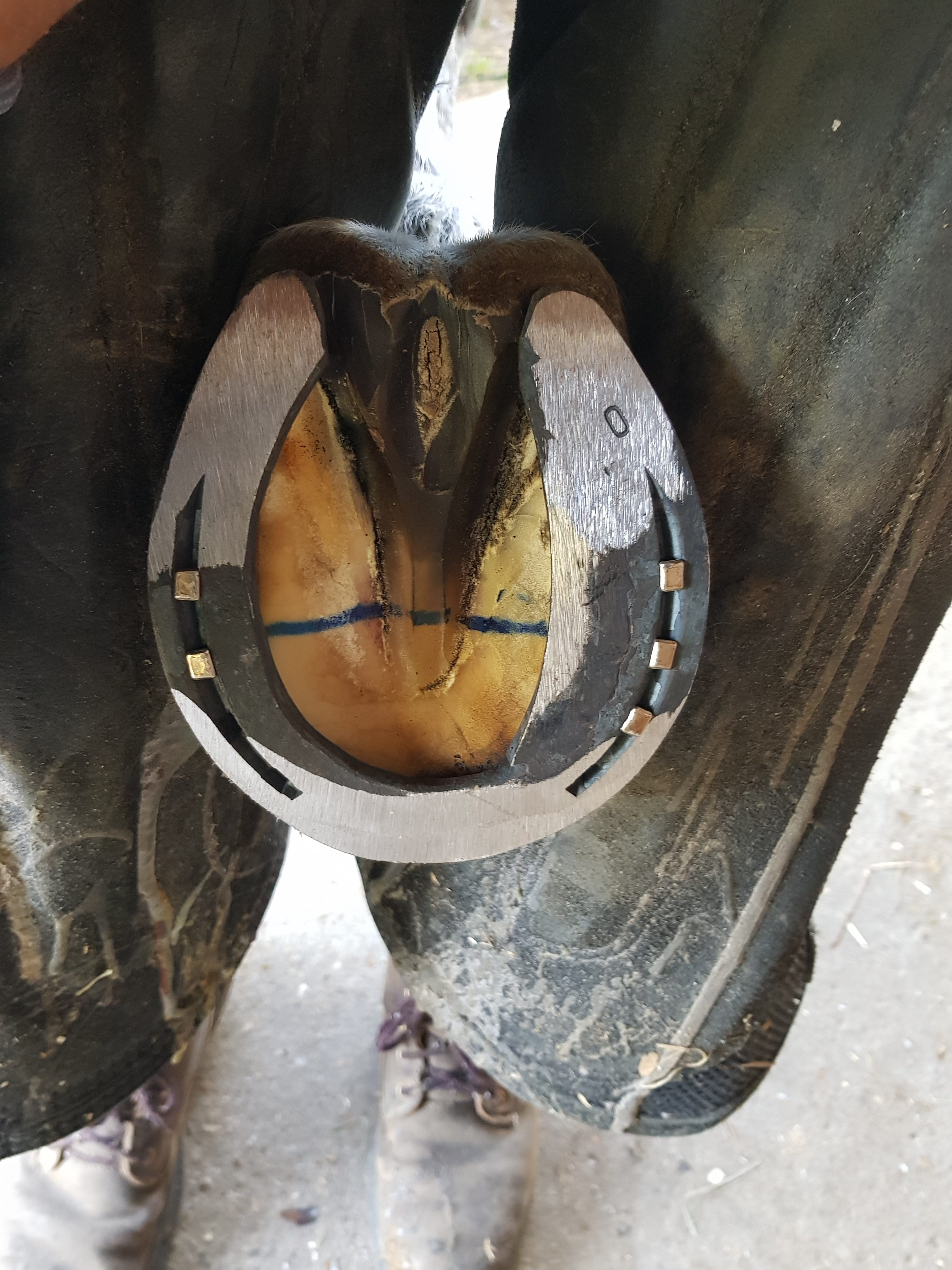 fer a cheval branche couverte soudé acier