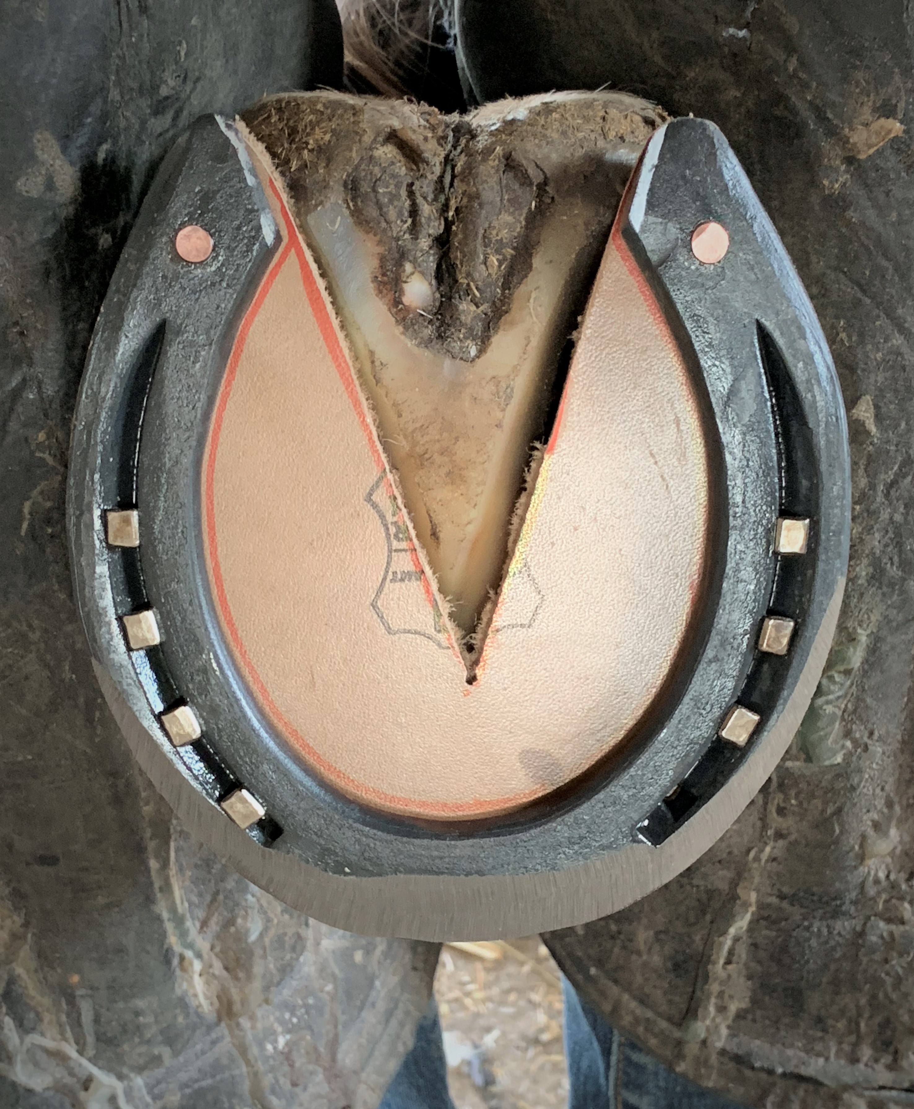 fer plaque cuir cheval