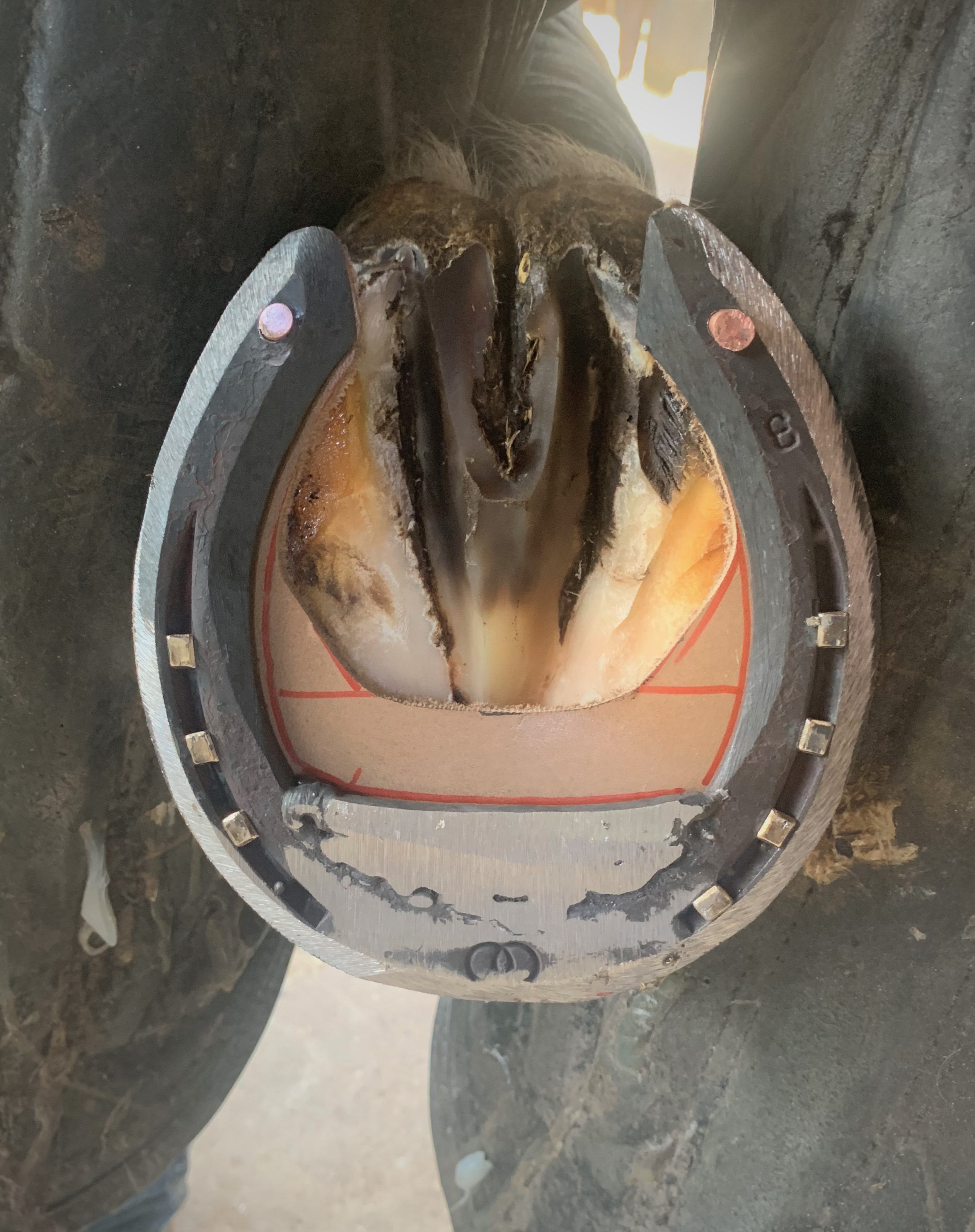 fer pince élargie couverte pour tendon suspenseur du boulet